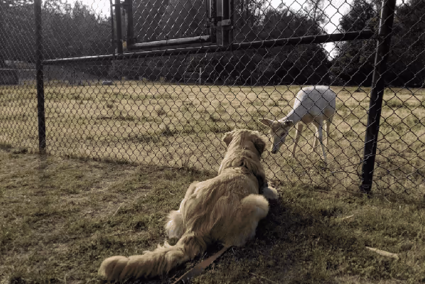 Hecker Pass Dog Park photo 1